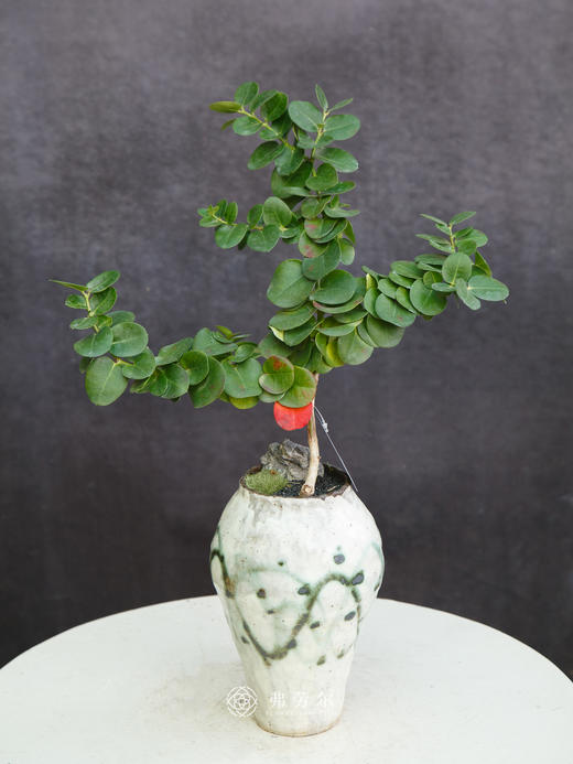 串钱木 商品图0