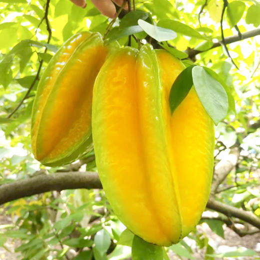 福建漳州杨桃精选当季时令水果鲜甜多汁（产地直发） 商品图2