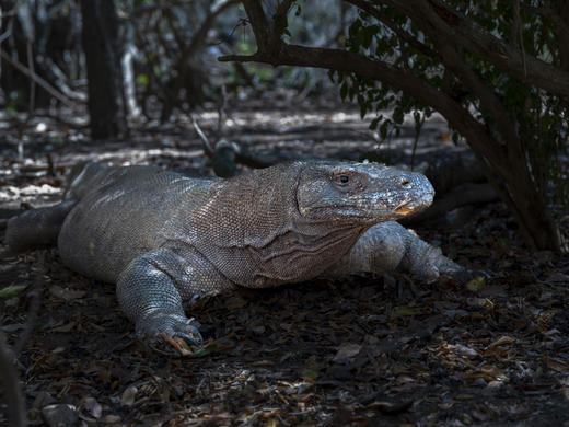 印尼·东怒沙登加拉群岛  ——松巴岛跳舞树、海蚀奇观、科莫多岛梦幻粉红沙滩8天摄影团 商品图10