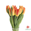 【单瓣郁金香】 落秋 10枝一扎 商品缩略图3