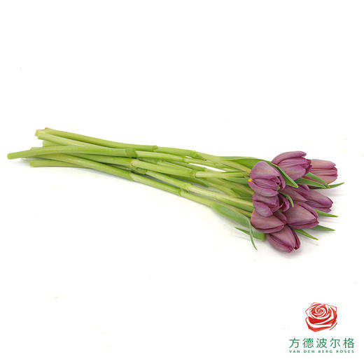 【单瓣郁金香】 琦梦 10枝一扎 商品图3