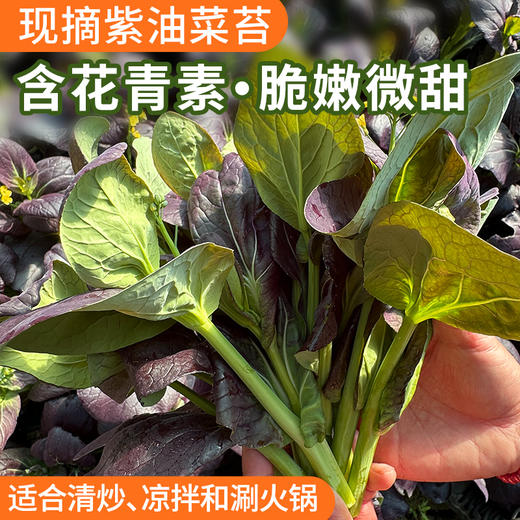 现摘紫油菜苔 含花青素脆嫩微甜 适合清炒、凉拌、涮火锅300g 商品图0