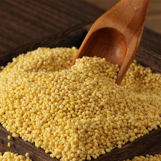 正耕 有机大黄米420g 商品图3