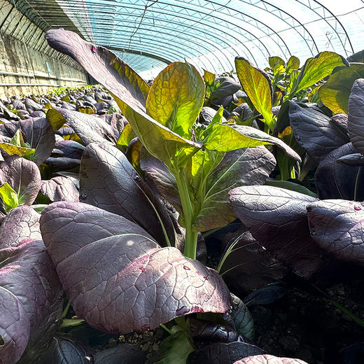 现摘紫油菜苔 含花青素脆嫩微甜 适合清炒、凉拌、涮火锅300g 商品图1