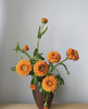 【朵盘如盏】金盏菊  扎 商品缩略图0