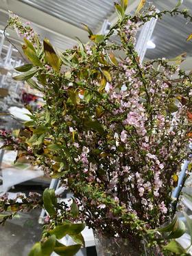 叶材 | 秋色雪柳叶