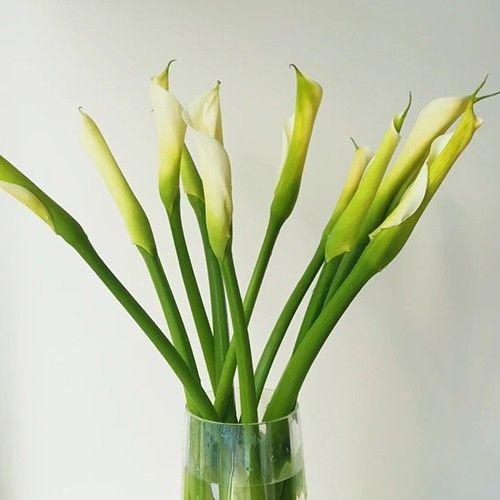 国产白色马蹄莲10支 商品图4