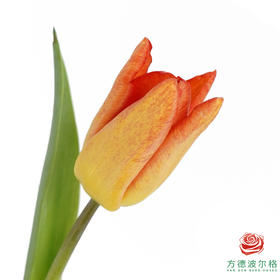 【单瓣郁金香】 落秋 10枝一扎