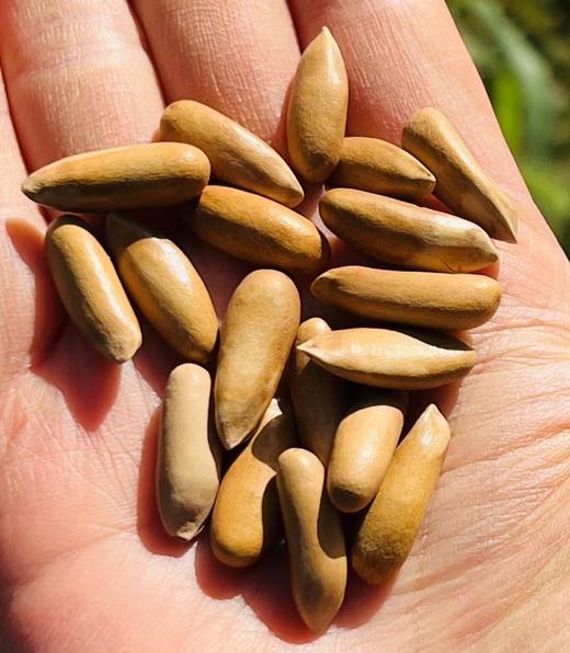 觅菓晚松AA+阿富汗手剥大松子268g，源自阿富汗海拔约3000m的高山松林，严选长度在21mm的饱满大松子~觅菓玫瑰无花果干AA+338g，源自伊朗荒漠高原“玫瑰”，原料纯天然~ 商品图2