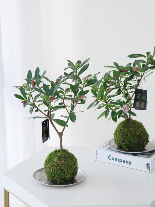 苔藓金边瑞香 商品图0