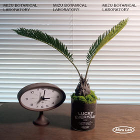 CURATED PLANTS 小羽毛 （快递发出）