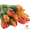 【单瓣郁金香】 落秋 10枝一扎 商品缩略图2