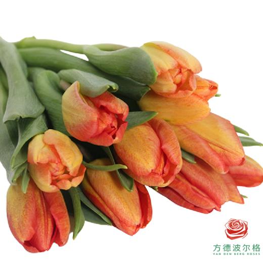 【单瓣郁金香】 落秋 10枝一扎 商品图2