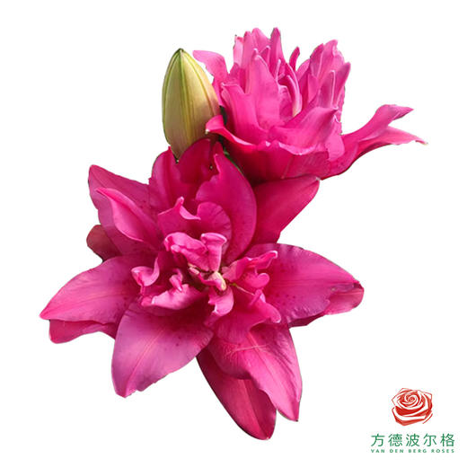 VDB百合-弗洛瑞塔 5枝一扎 商品图0