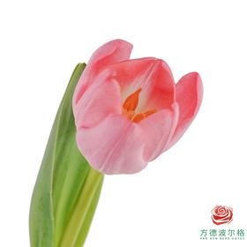 【单瓣郁金香】 舞裙 10枝一扎