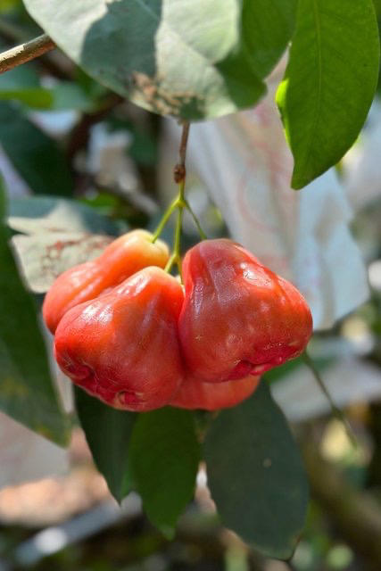 【顺丰空运】比黑金刚还好吃的，海南生态自然熟芭比莲雾雾基地直邮 商品图0