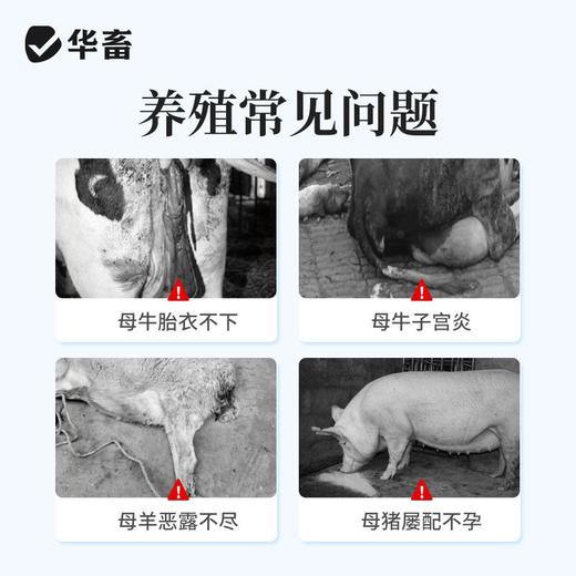 华畜利福昔明子宫注入剂胎衣不下母猪用恶露不尽产后保健子宫牛羊 商品图1