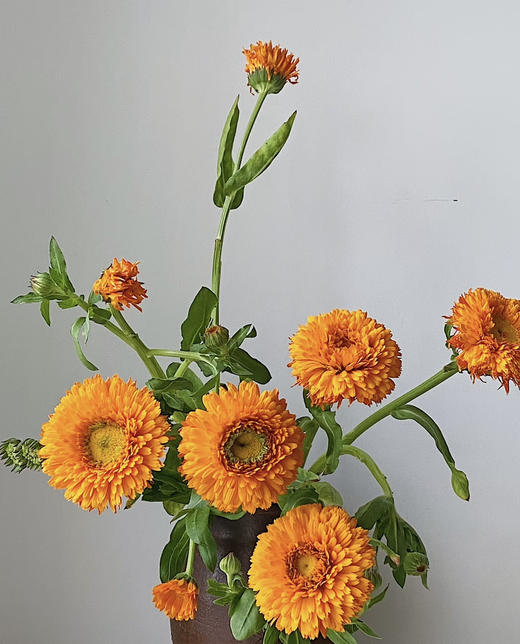 【朵盘如盏】金盏菊  扎 商品图1