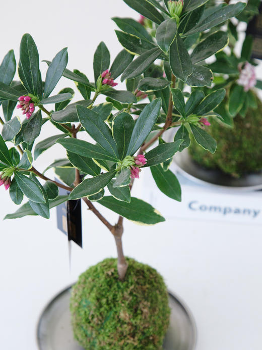 苔藓金边瑞香 商品图2