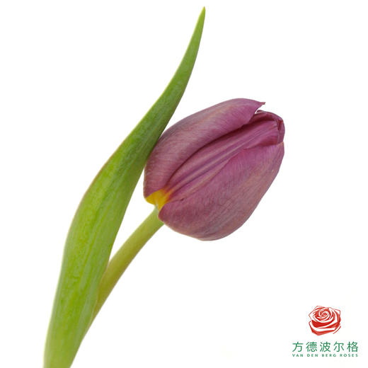 【单瓣郁金香】 琦梦 10枝一扎 商品图0