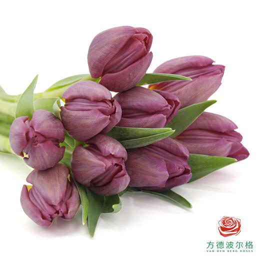 【单瓣郁金香】 琦梦 10枝一扎 商品图1