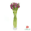 【单瓣郁金香】 琦梦 10枝一扎 商品缩略图2