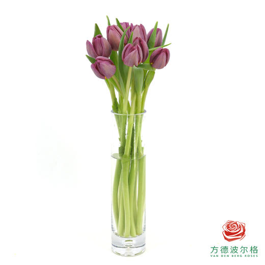 【单瓣郁金香】 琦梦 10枝一扎 商品图2