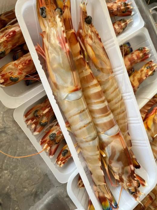 xm新鲜度100%+++第一船爆网精品大斑节虾🦐！卖完就真没了！！！虾青素爆表 肉质紧实好吃！活冻锁鲜直接把海里的鲜甜和劲道封在虾里！ 商品图4