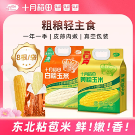 十月稻田 东北糯玉米棒 黄糯/白糯 香甜软糯 健康粗粮 真空包装 48小时发货