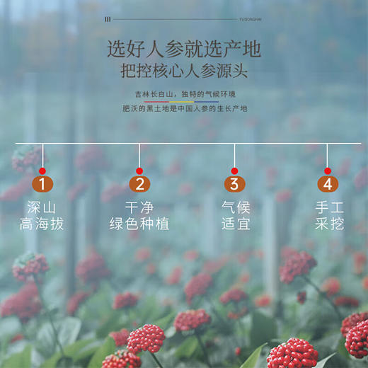 福东海 人参50克 /盒  精选吉林人参整根 可切厚片 人参皂苷含片 泡水煲汤泡酒均可 商品图4