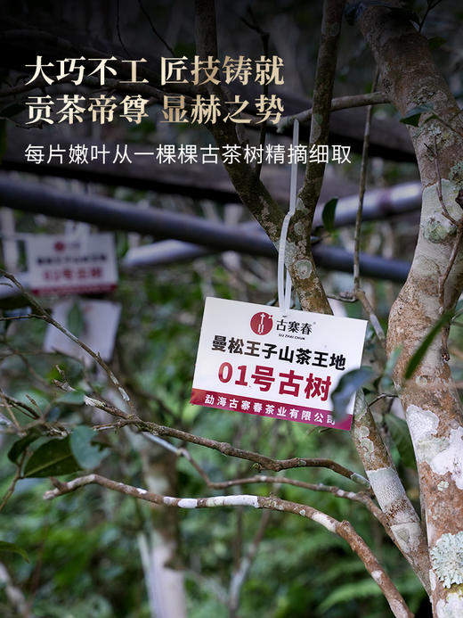 【2025年春茶预售】【曼松】选自24号茶农李学平王子山核心茶地向阳片区大古树，真正皇家味道，尽显王者风范。357克/饼，5饼/提 拍5发6 拍20发25 商品图2
