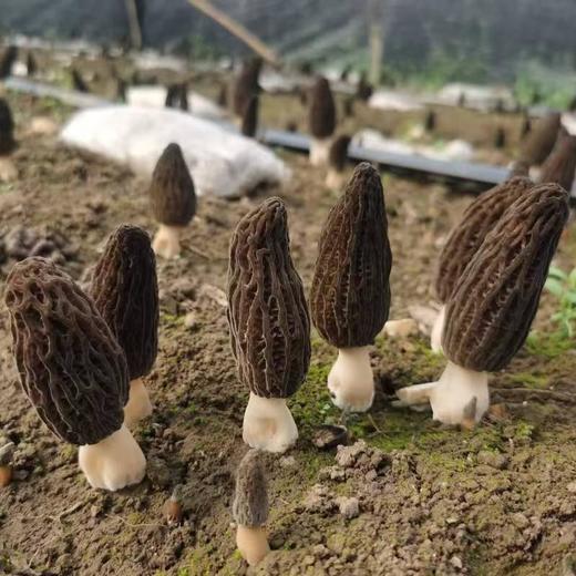 【积分商城】【6000积分兑换】【助农】【包邮】峨眉人家羊肚菌50g 商品图2