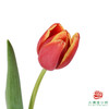 【单瓣郁金香】 寓言 10枝一扎 商品缩略图0