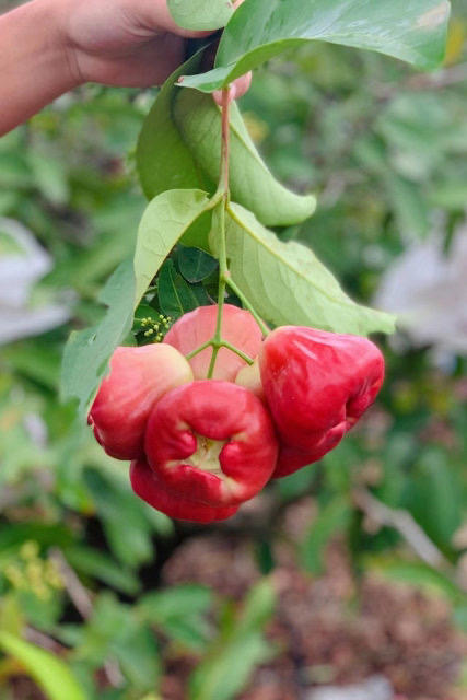 【顺丰空运】比黑金刚还好吃的，海南生态自然熟芭比莲雾雾基地直邮 商品图2