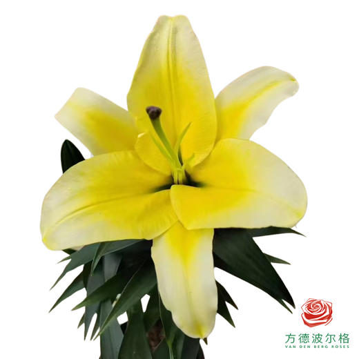 百合-卡迪娜 商品图0