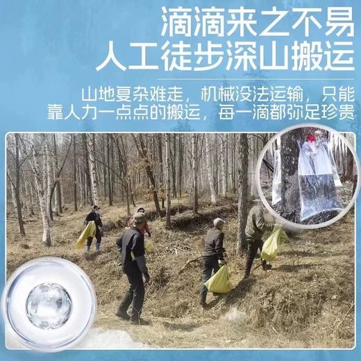 欧盟有机认证【NFC100%白桦树汁原汁】正宗小兴安岭配料只有桦树汁 330mL 6瓶 1箱 商品图2