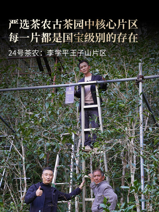 【2025年春茶预售】【曼松】选自24号茶农李学平王子山核心茶地向阳片区大古树，真正皇家味道，尽显王者风范。357克/饼，5饼/提 拍5发6 拍20发25 商品图6