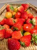 【限时福利59.99元/箱】【鸿翠园有机草莓】 商品缩略图11