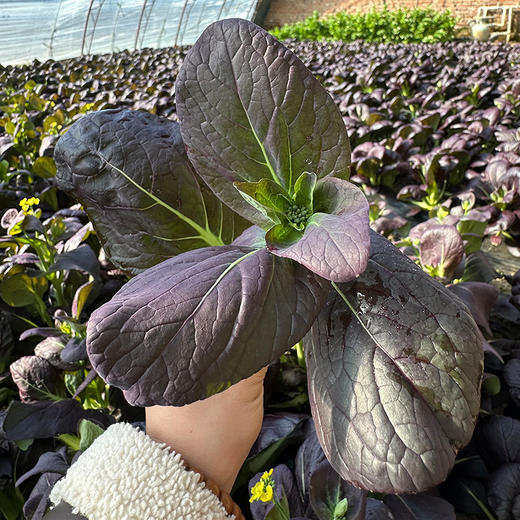 现摘紫油菜苔 含花青素脆嫩微甜 适合清炒、凉拌、涮火锅300g 商品图4