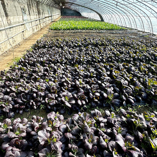 现摘紫油菜苔 含花青素脆嫩微甜 适合清炒、凉拌、涮火锅300g 商品图3