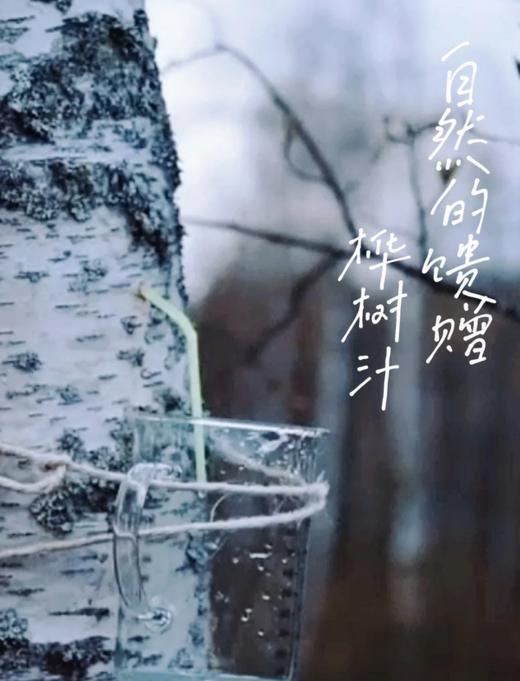 欧盟有机认证【NFC100%白桦树汁原汁】正宗小兴安岭配料只有桦树汁 330mL 6瓶 1箱 商品图3