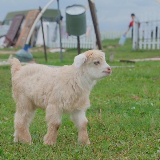【暑假】在呼伦贝尔给野性充值，寻访三个林草带少数民族 6天5晚 商品图4