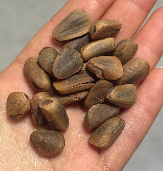 🌸绿色天然的杉臻松子，原料取自长白山原生态自然环境中的松树，无农药残留及污染，确保了产品的天然与健康。颗粒饱满，果仁香气浓郁～～ 商品图1