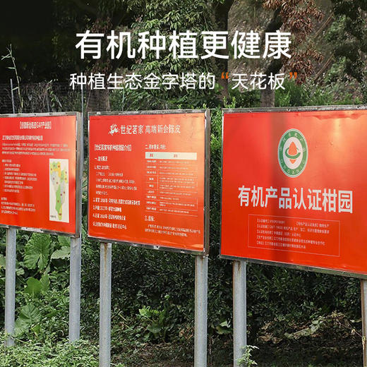 正宗新会陈皮有机认证（2023年份） 世纪茗家醇香回甘泡茶煮水50g/罐 商品图10