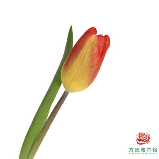 【单瓣郁金香】 落秋 10枝一扎 商品图1