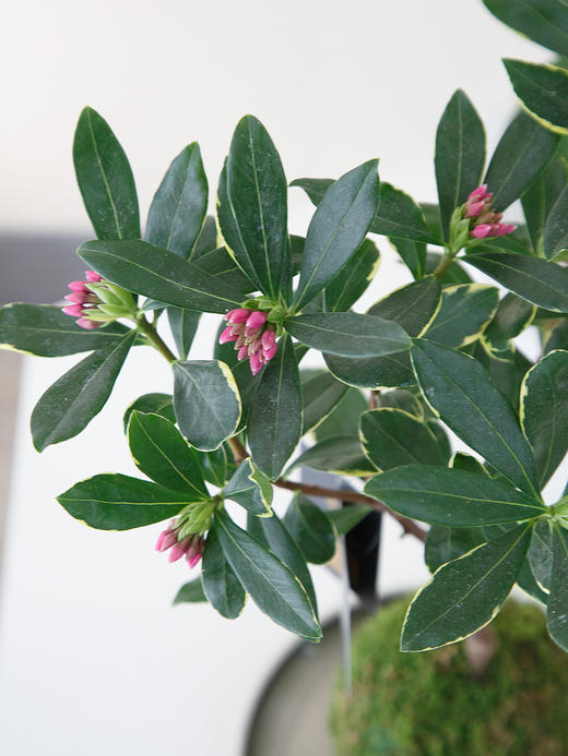 苔藓金边瑞香 商品图1