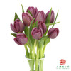 【单瓣郁金香】 琦梦 10枝一扎 商品缩略图4