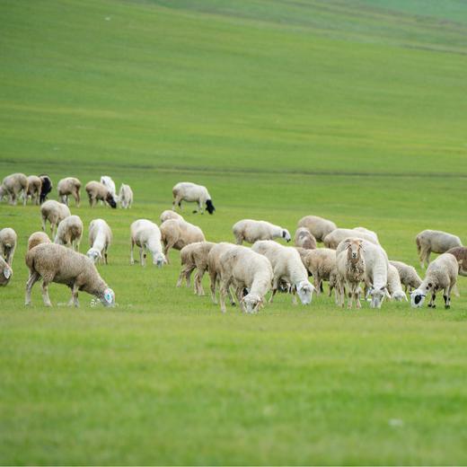 【暑假】在呼伦贝尔给野性充值，寻访三个林草带少数民族 6天5晚 商品图11