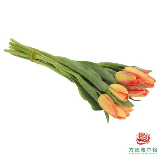 【单瓣郁金香】 落秋 10枝一扎 商品图6