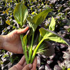 现摘紫油菜苔 含花青素脆嫩微甜 适合清炒、凉拌、涮火锅300g 商品缩略图2